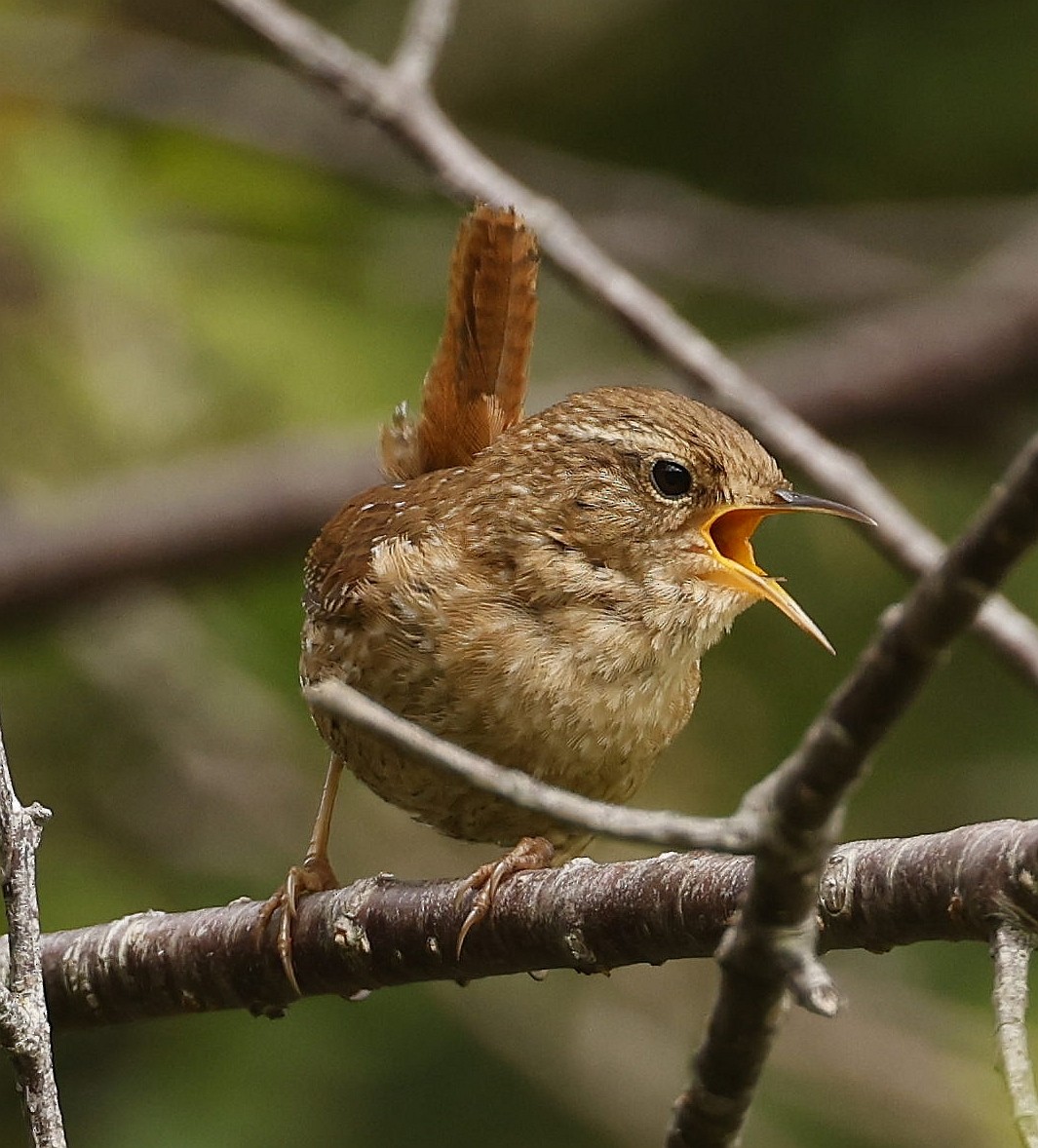 Winter Wren - ML620826870