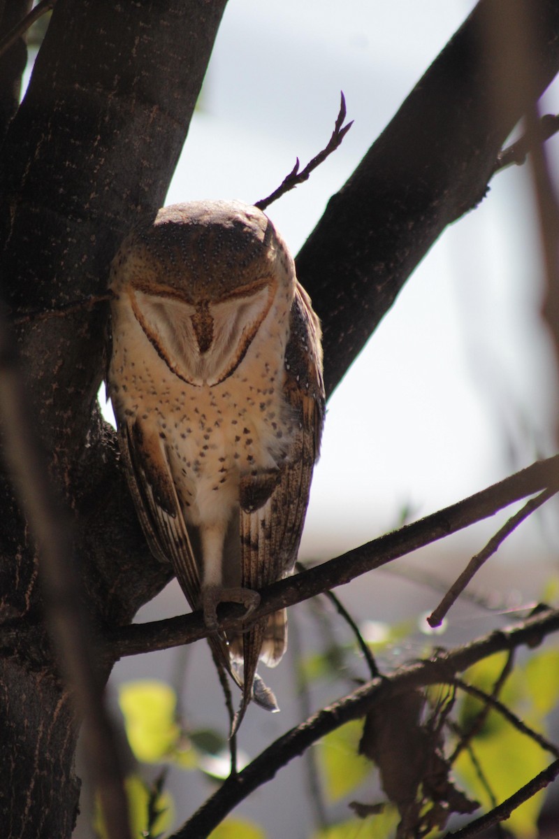 Barn Owl - ML620826873