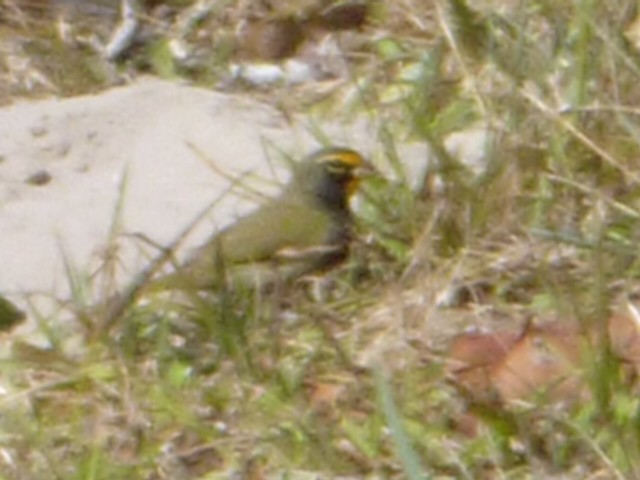 Yellow-faced Grassquit - Jerri Kerr