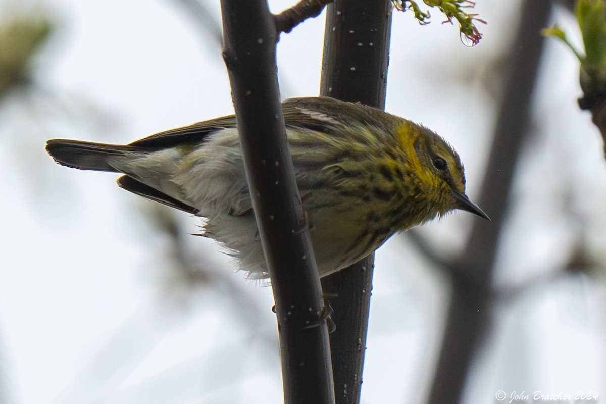 Cape May Warbler - ML620826892