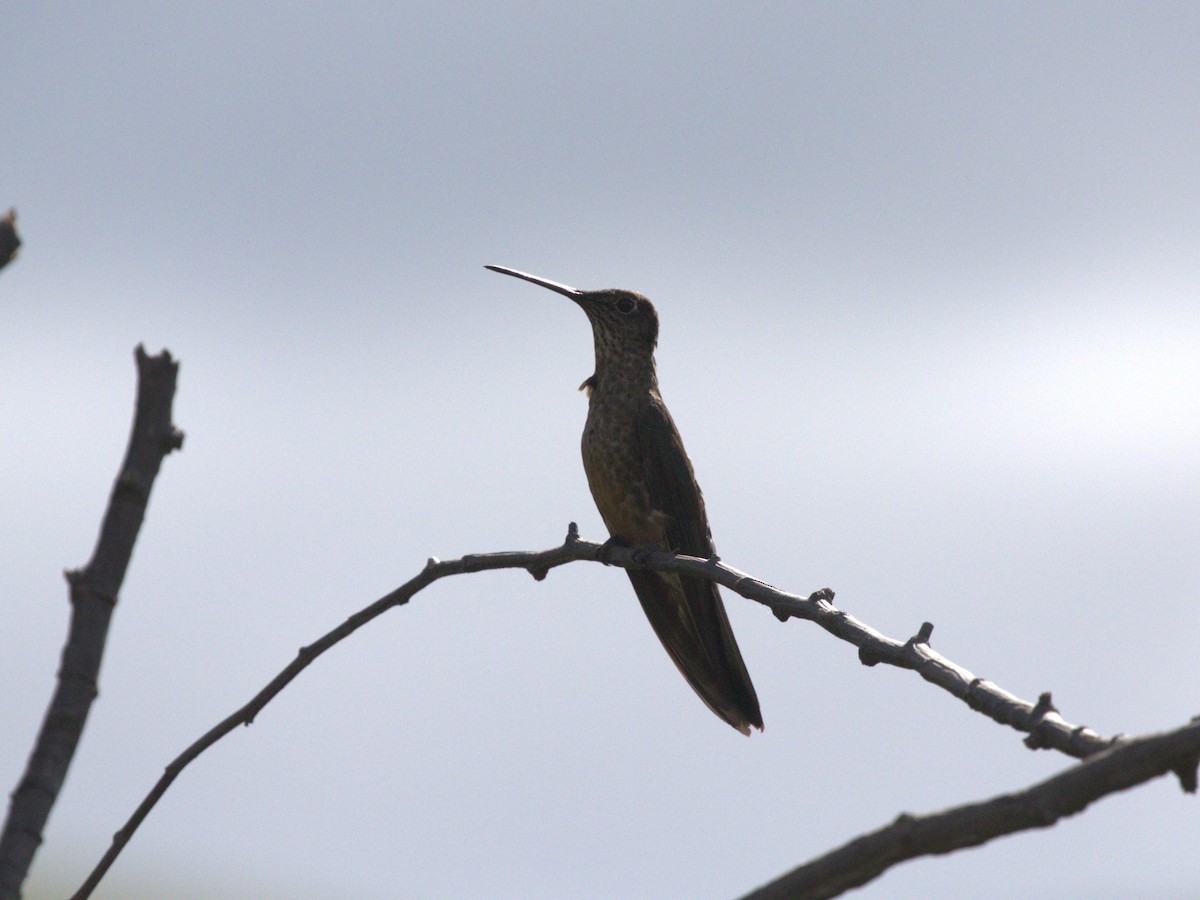 Giant Hummingbird - ML620826894