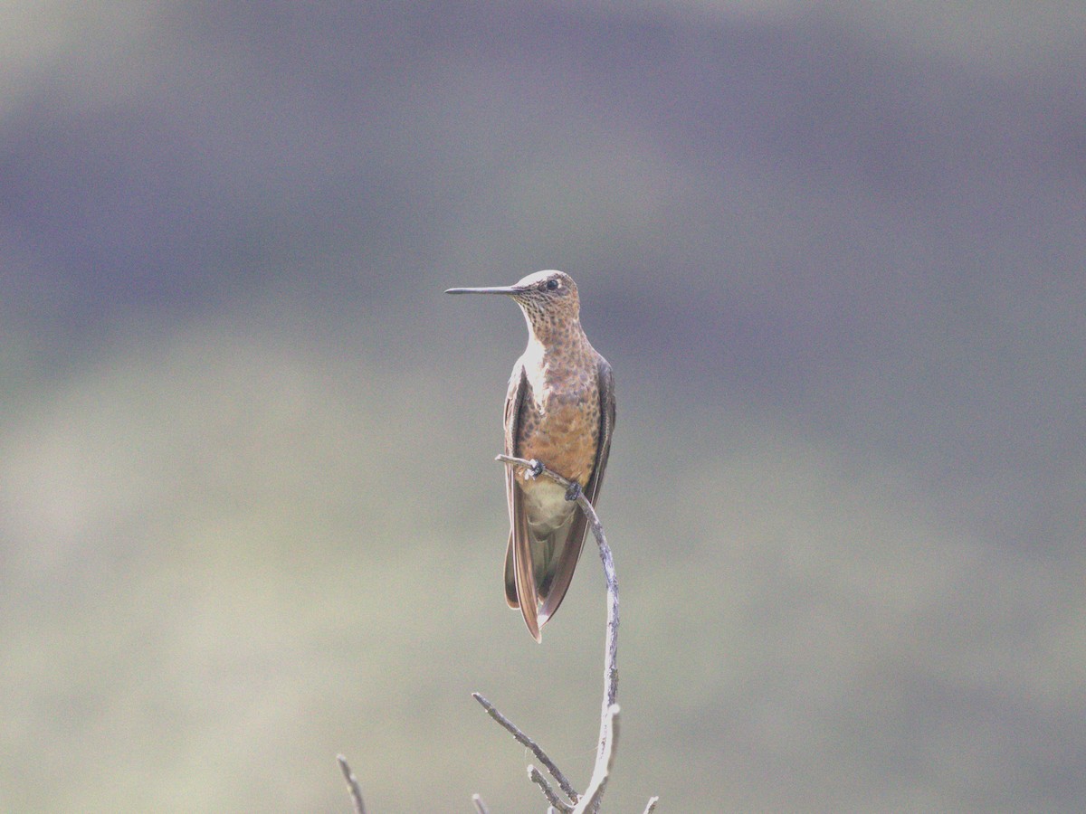 Giant Hummingbird - ML620826895