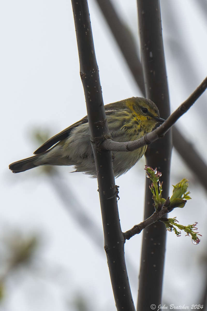Cape May Warbler - ML620826897