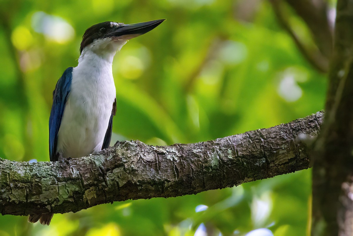 Torresian Kingfisher - ML620826903