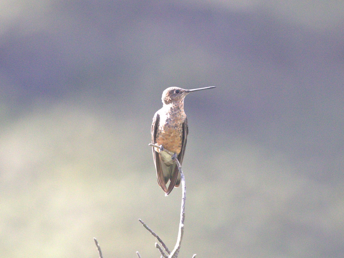 Giant Hummingbird - ML620826905