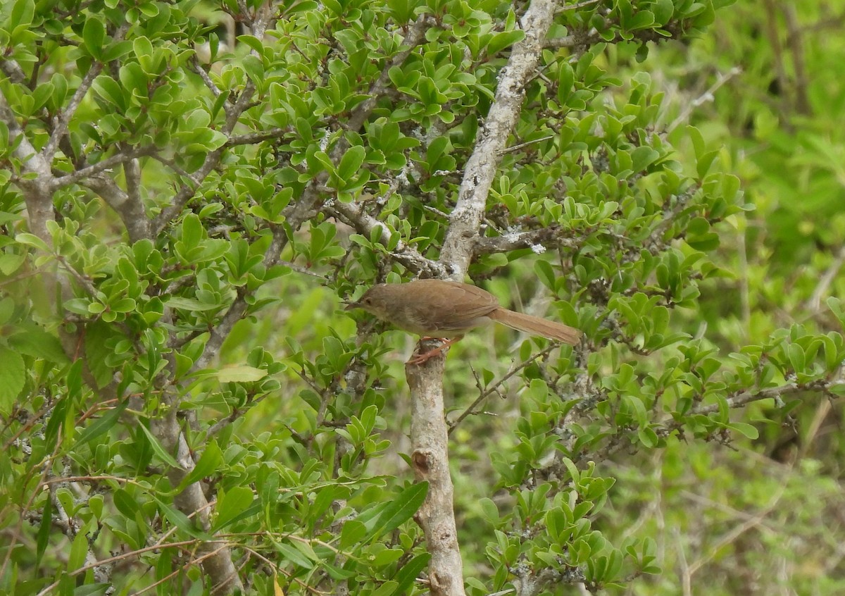 Jungle Prinia - ML620826906