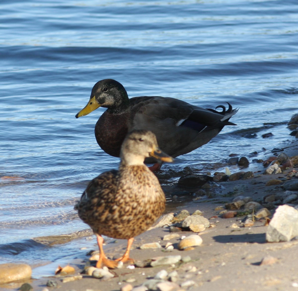 Mallard x Mexican Duck (hybrid) - ML620826908