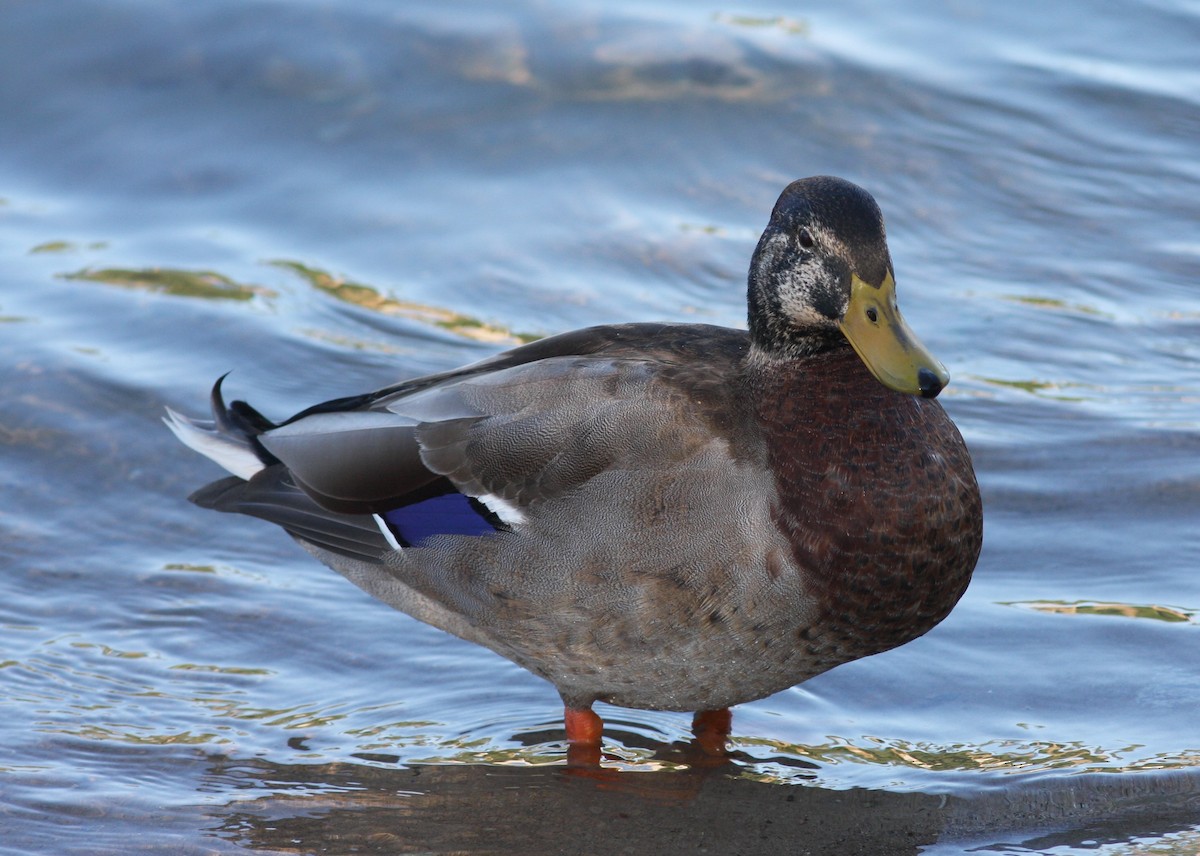 Mallard x Mexican Duck (hybrid) - ML620826909