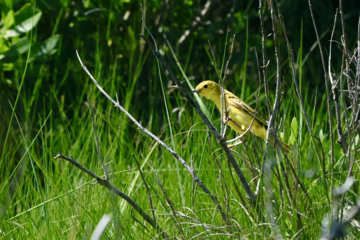 Paruline jaune - ML620826912