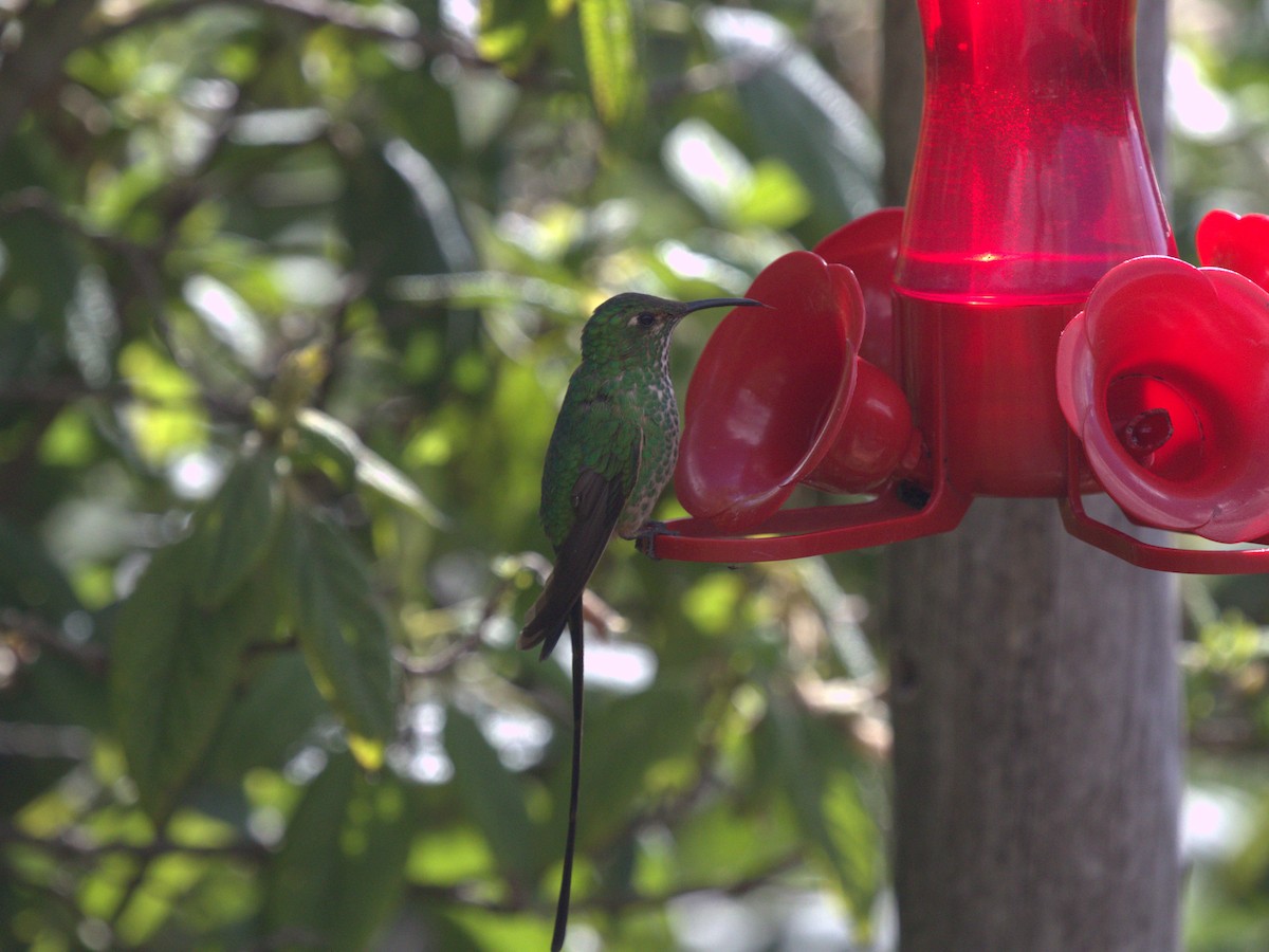 Black-tailed Trainbearer - ML620826913