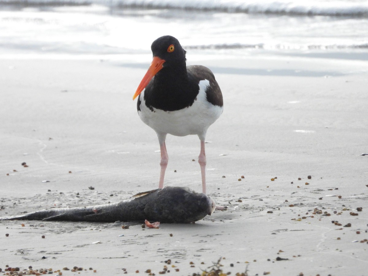 American Oystercatcher - ML620826915