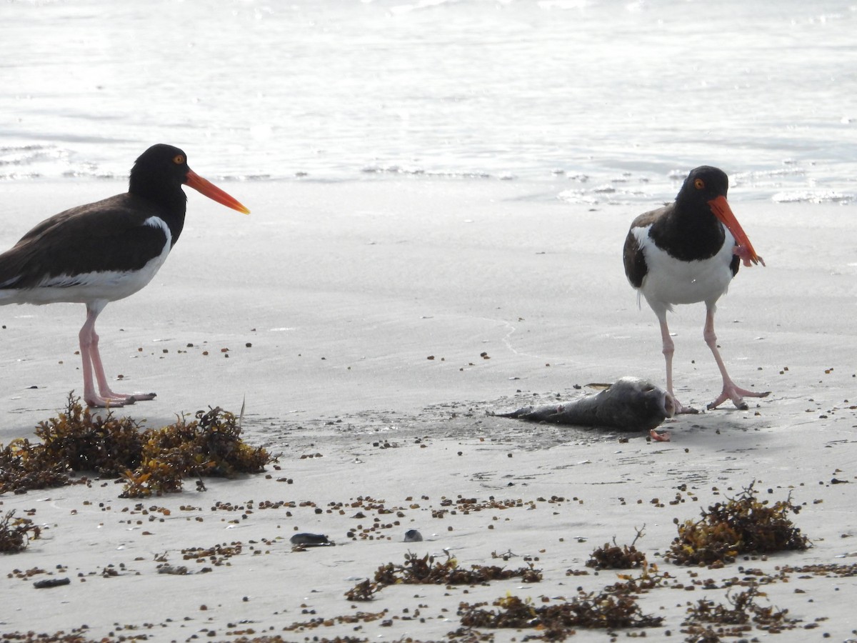 American Oystercatcher - ML620826916