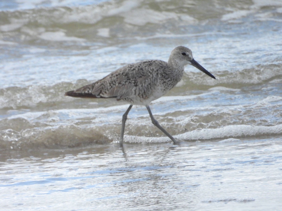 Willet - ML620826917