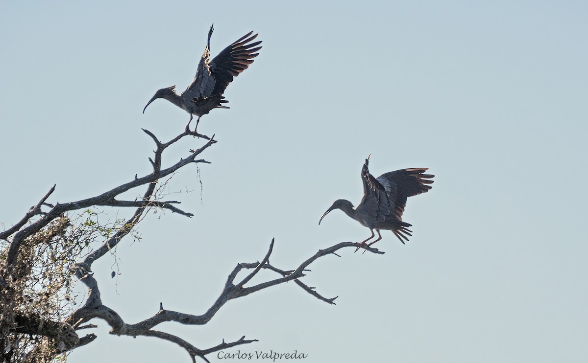 Plumbeous Ibis - ML620826919