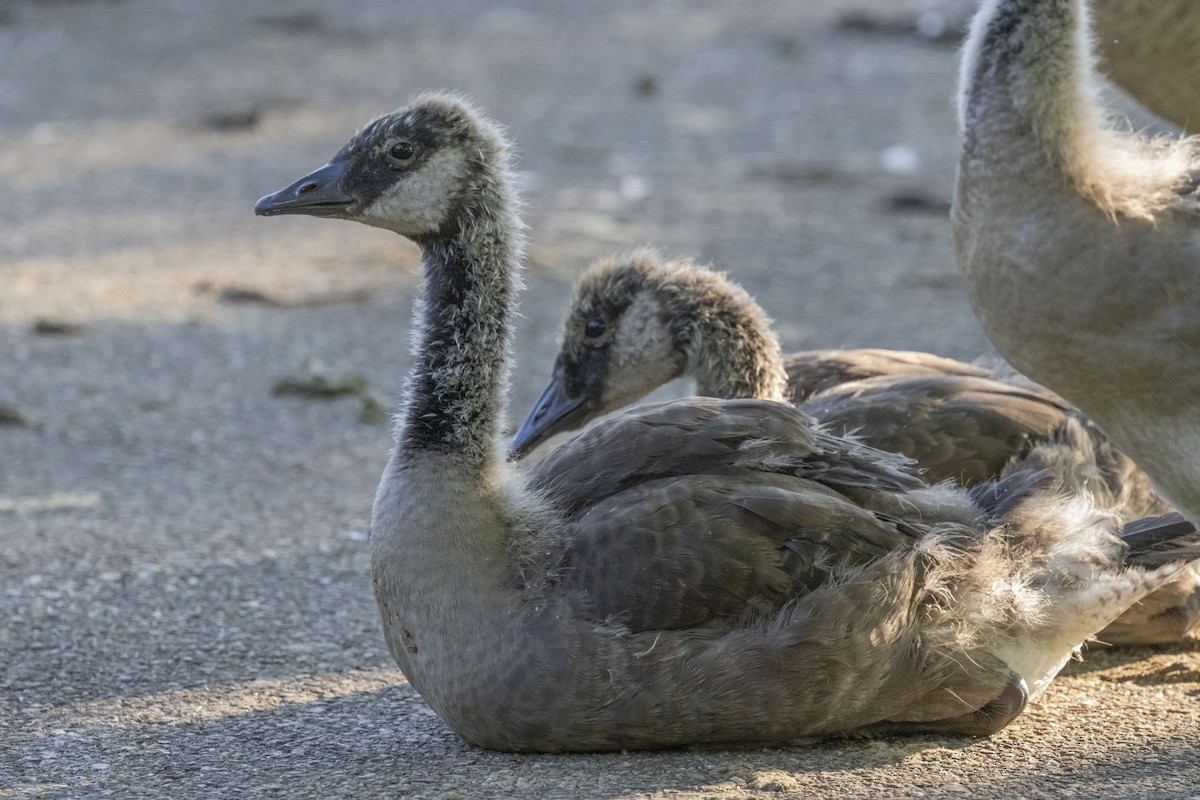 Canada Goose - ML620826921