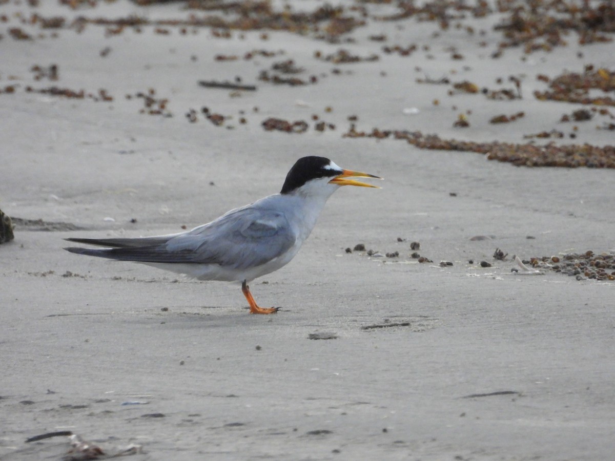 Least Tern - ML620826924