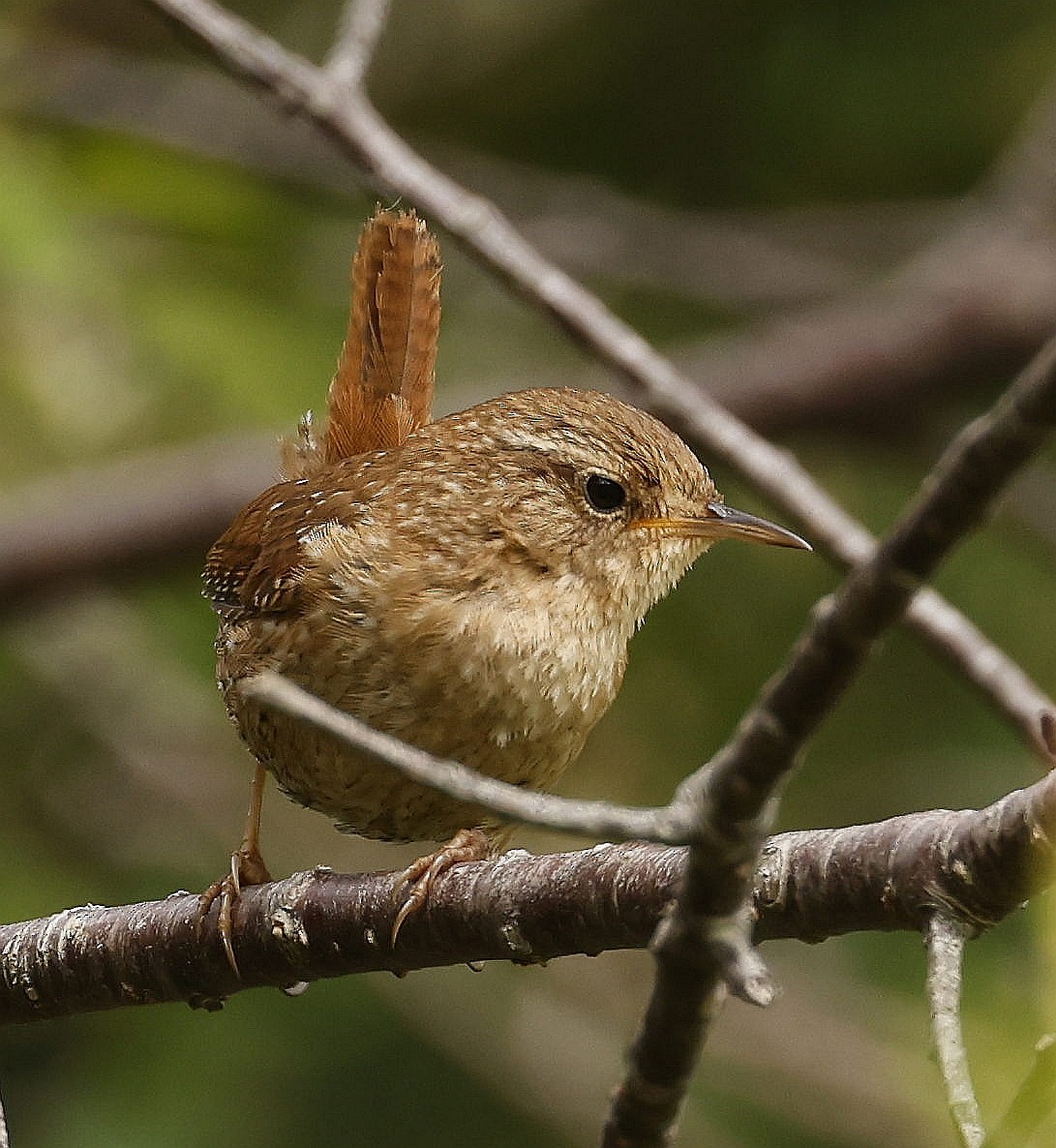 Winter Wren - ML620826926