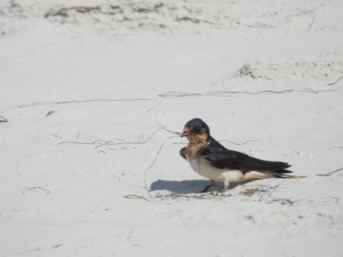 Barn Swallow - ML620826927