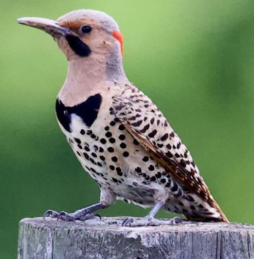 Northern Flicker - ML620826928