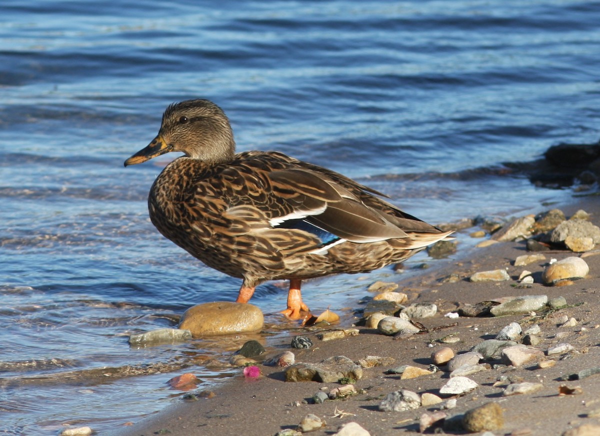 Canard colvert ou C. du Mexique - ML620826929