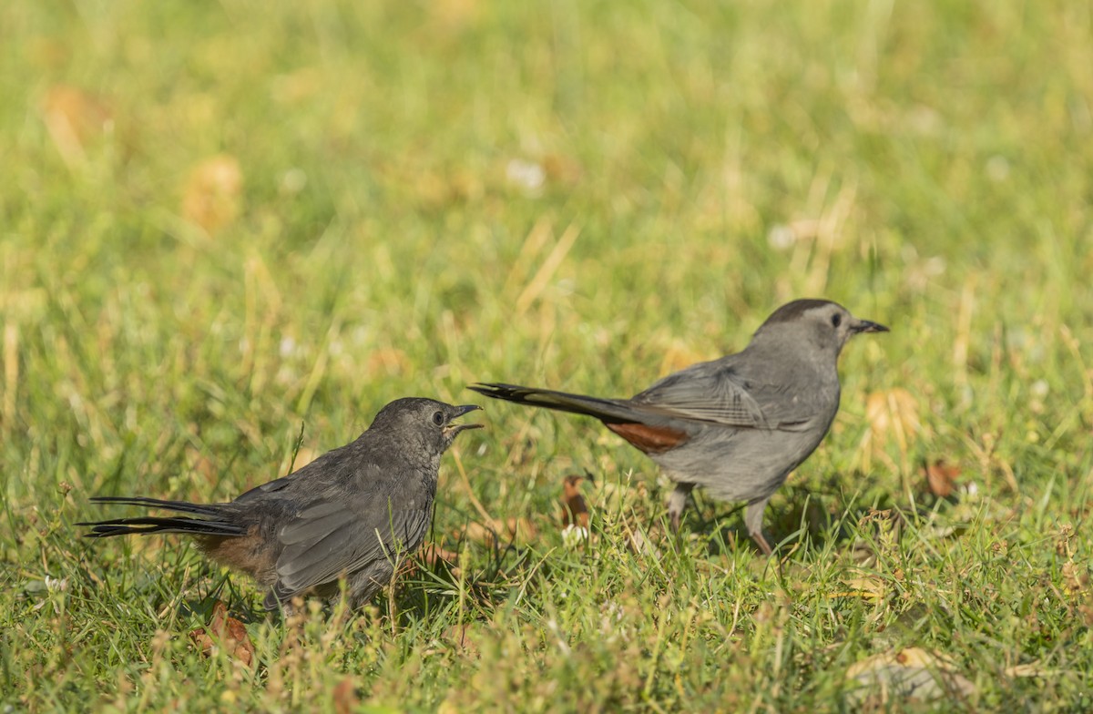 Gray Catbird - Liz Pettit