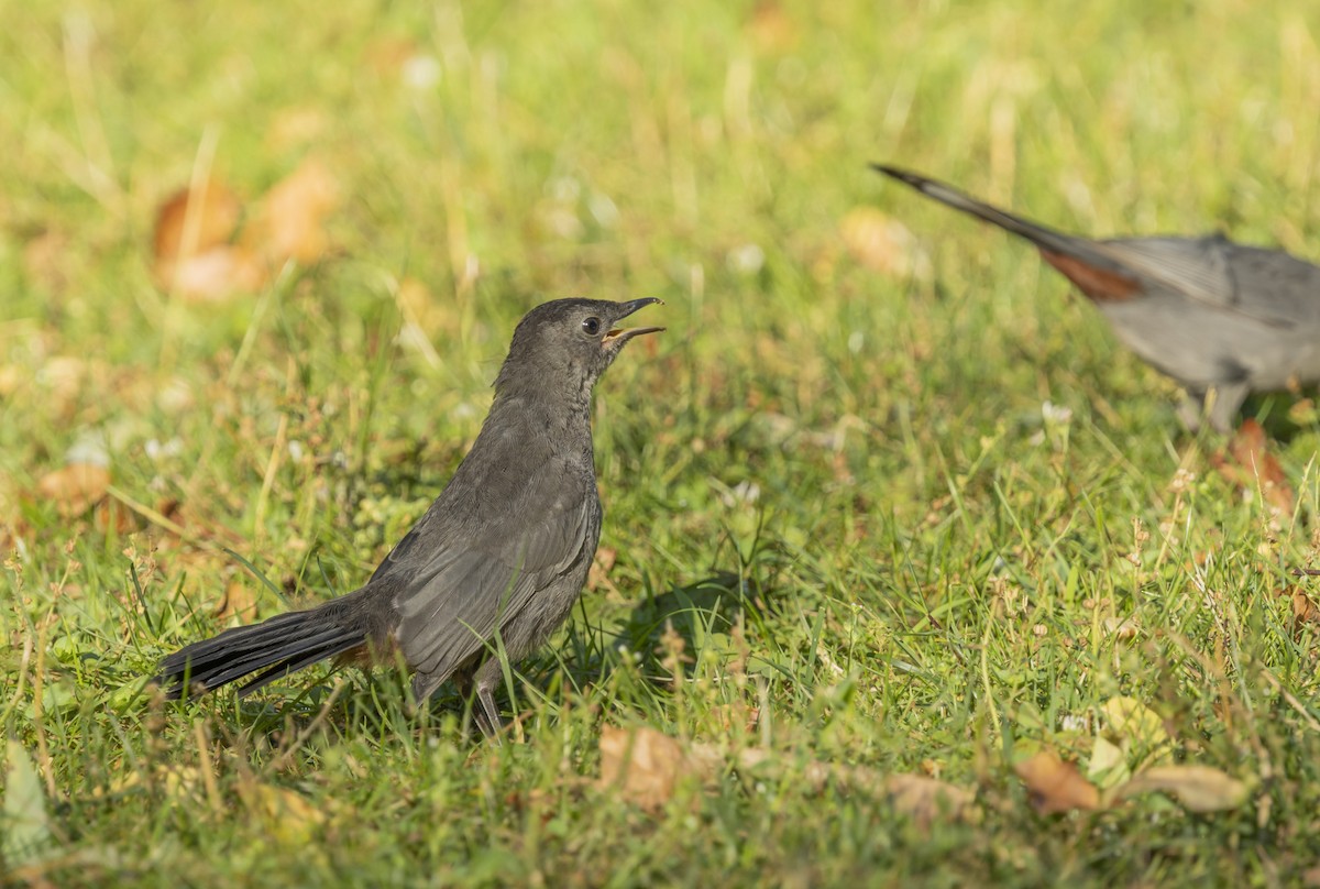 Gray Catbird - ML620826931