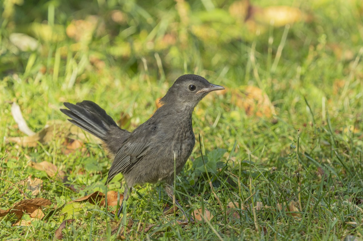 Gray Catbird - ML620826932