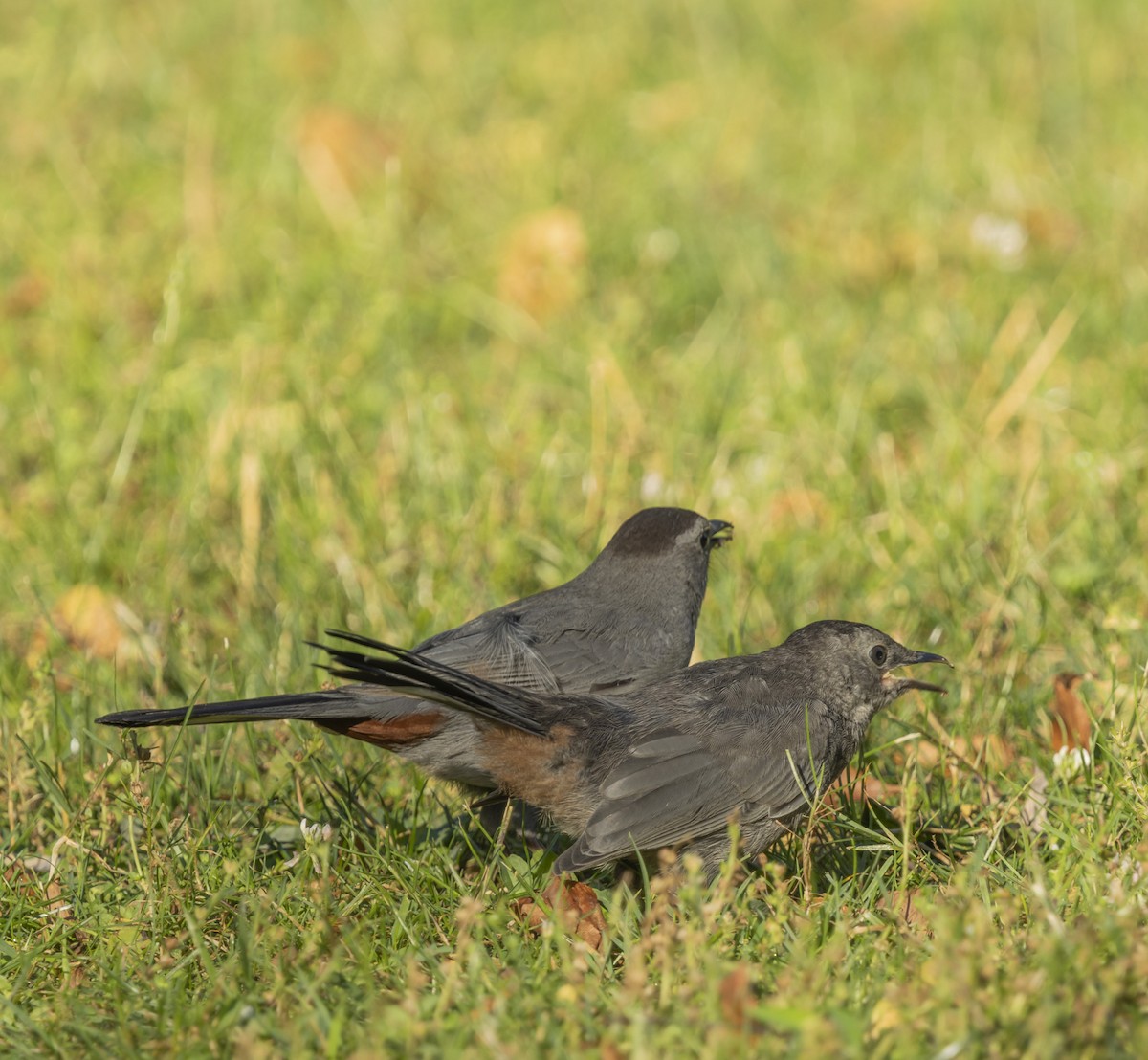 Gray Catbird - ML620826933