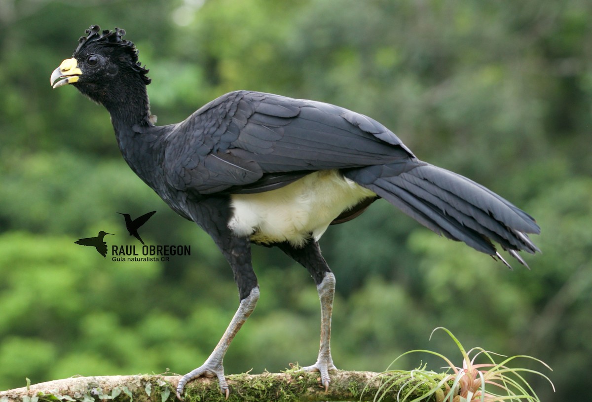 Great Curassow - ML620826948