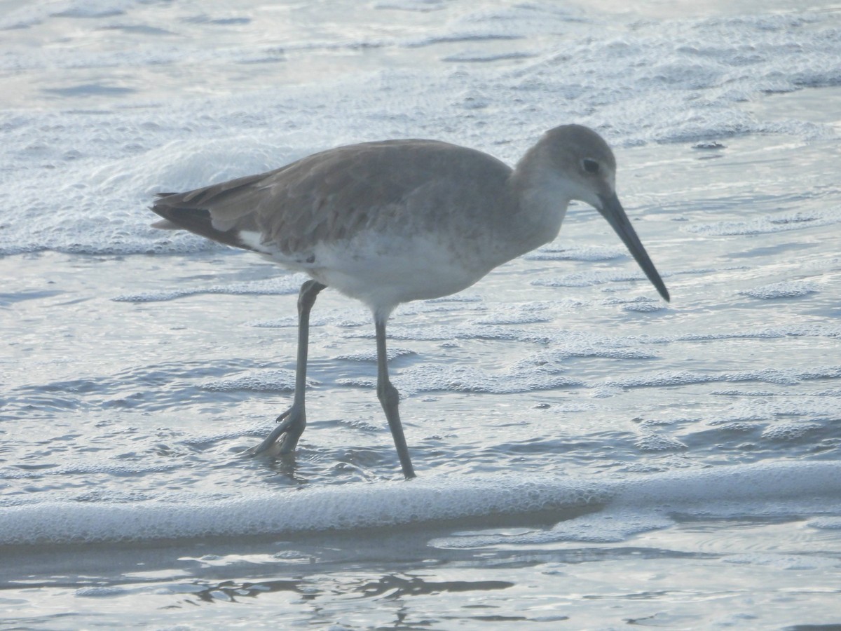 Willet - ML620826951