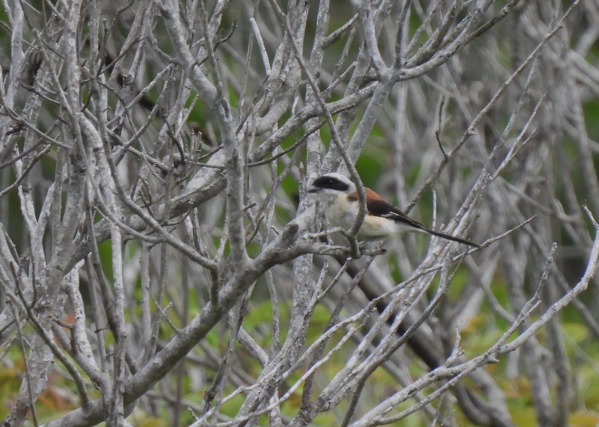 Bay-backed Shrike - ML620826953