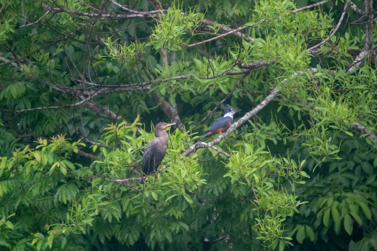 Ringed Kingfisher - ML620826956