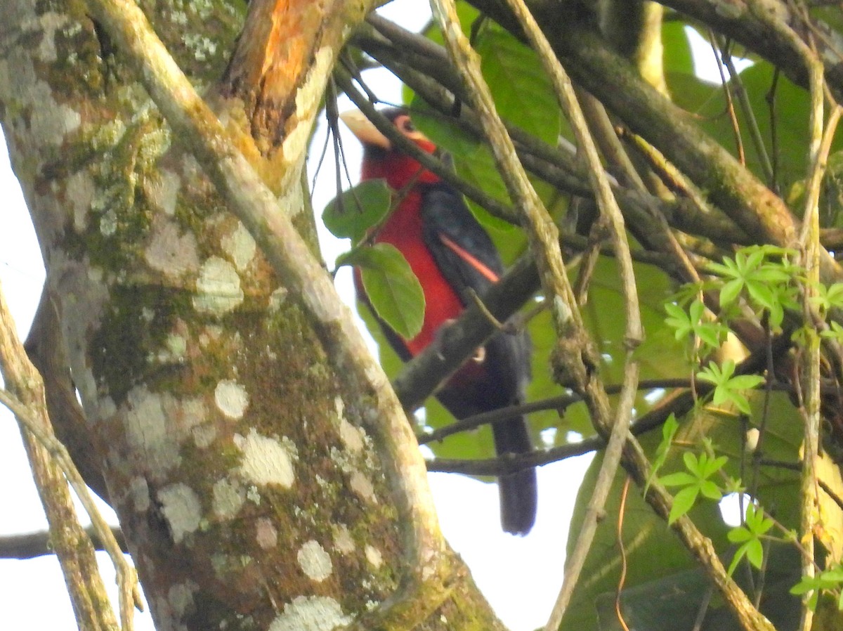 Double-toothed Barbet - ML620826957