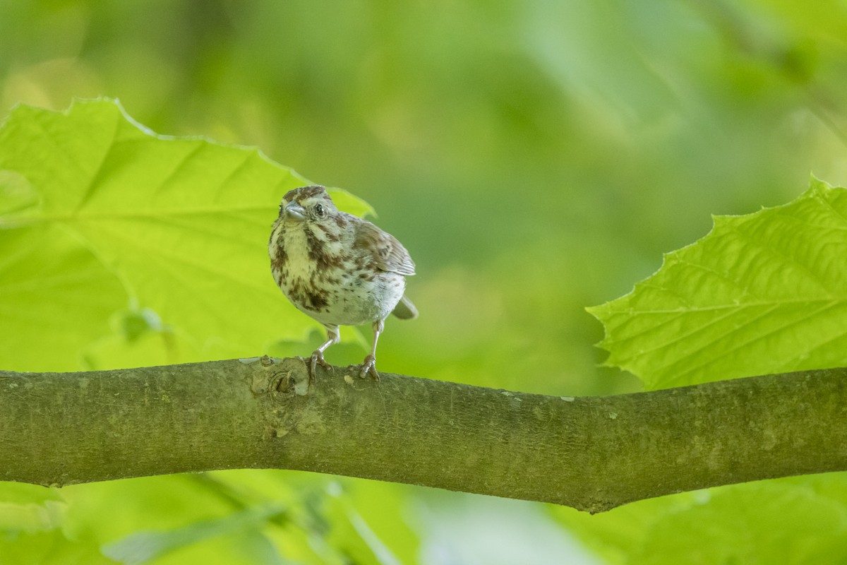 Song Sparrow - ML620826958