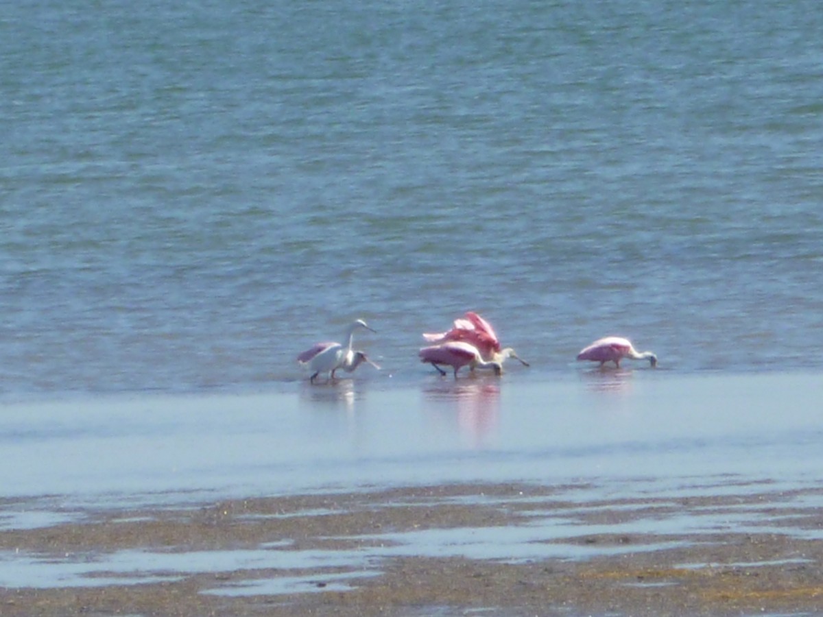 Roseate Spoonbill - ML620826959