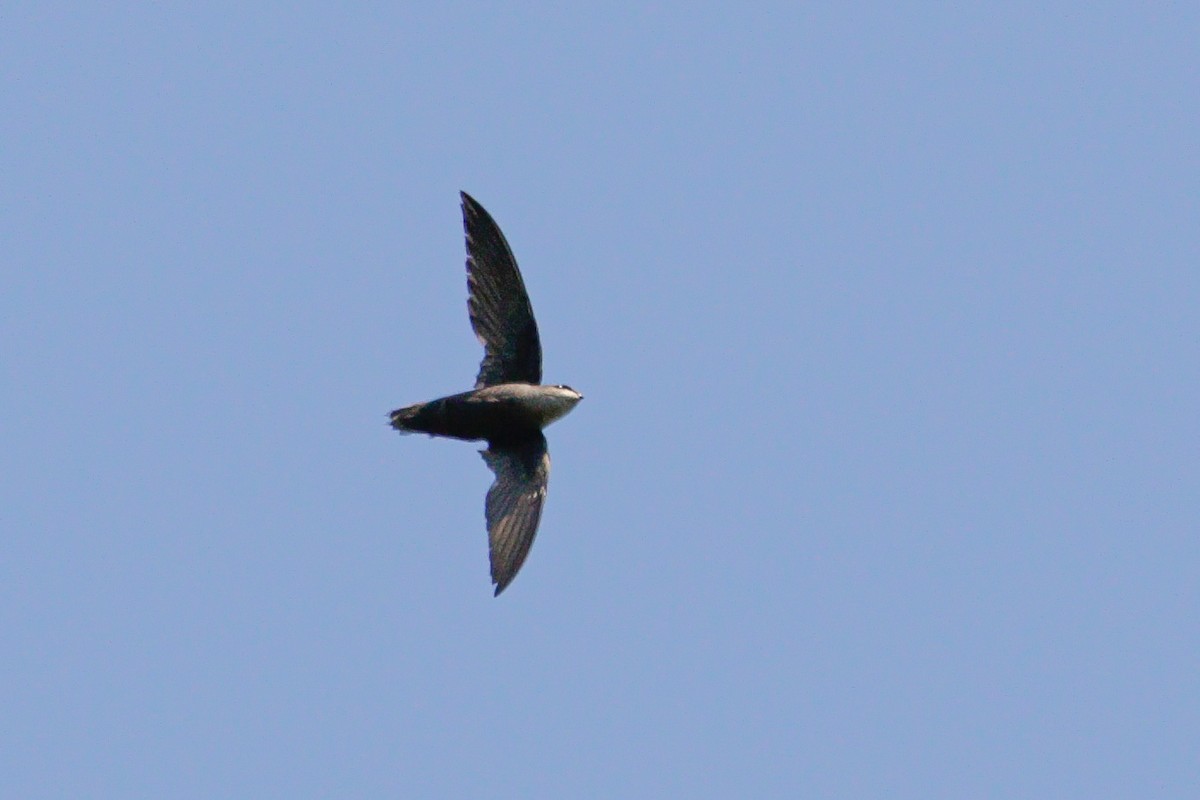 Chimney Swift - ML620826960