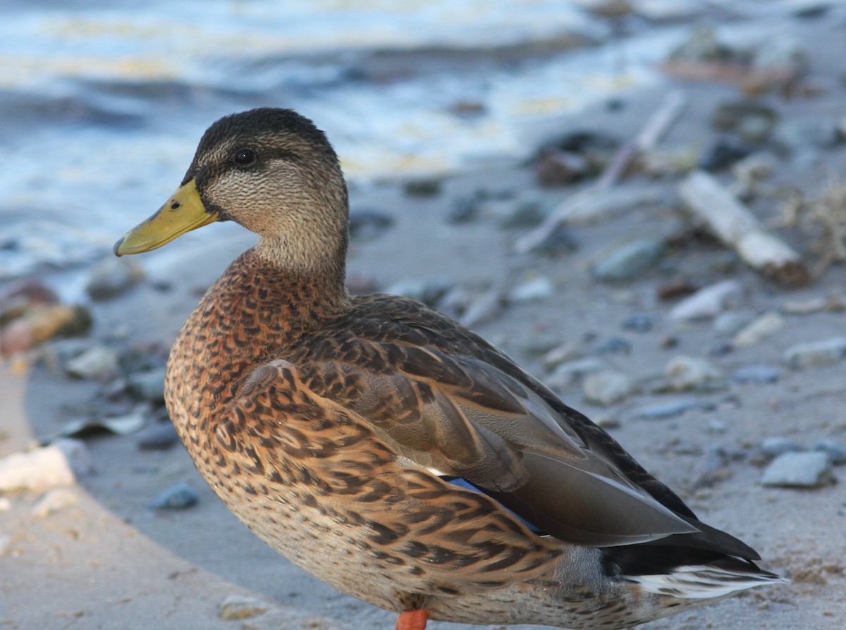 Mallard x Mexican Duck (hybrid) - ML620826961