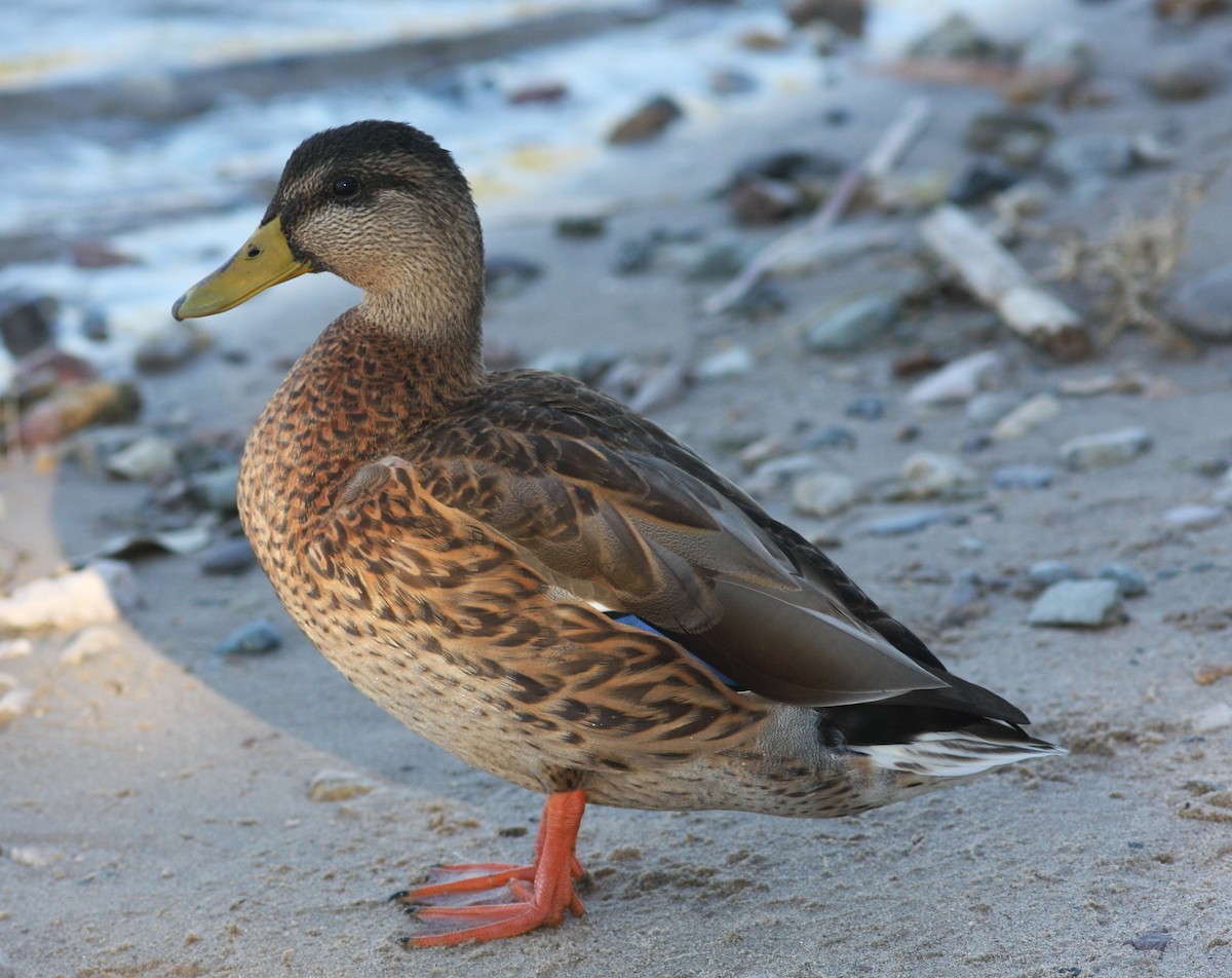 Mallard x Mexican Duck (hybrid) - ML620826962