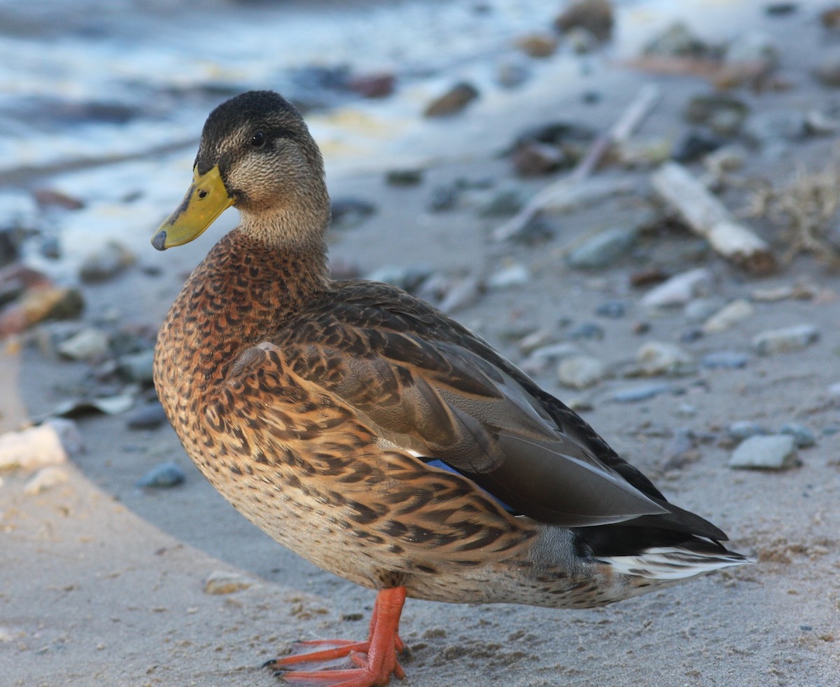 Mallard x Mexican Duck (hybrid) - ML620826964