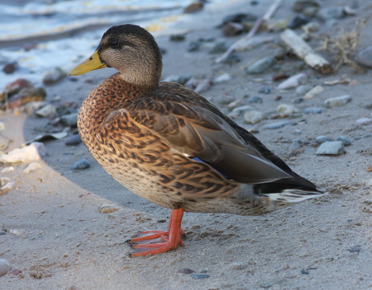 Mallard x Mexican Duck (hybrid) - ML620826965