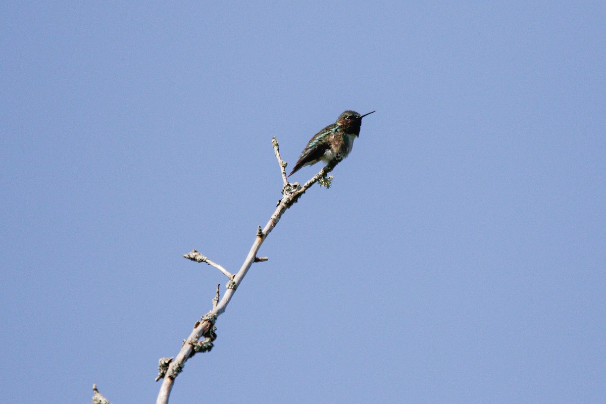 Ruby-throated Hummingbird - ML620826966