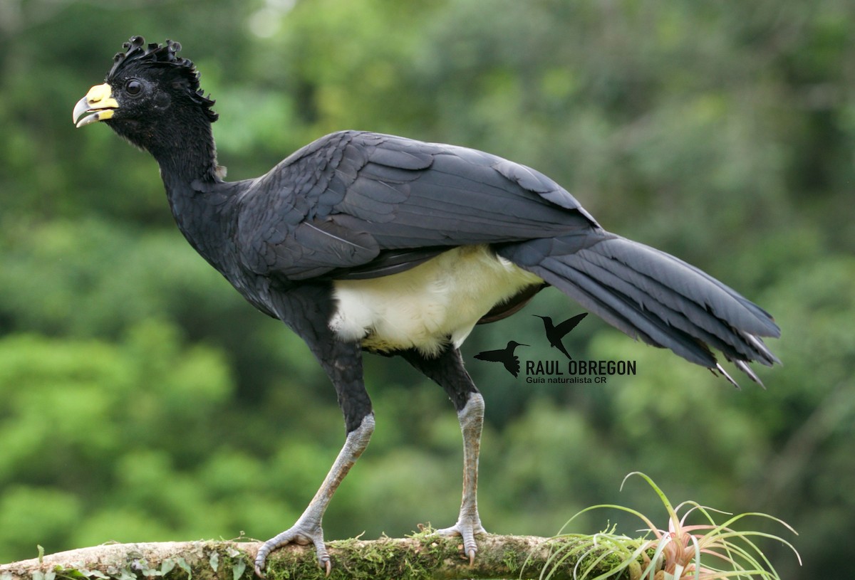 Great Curassow - ML620826972