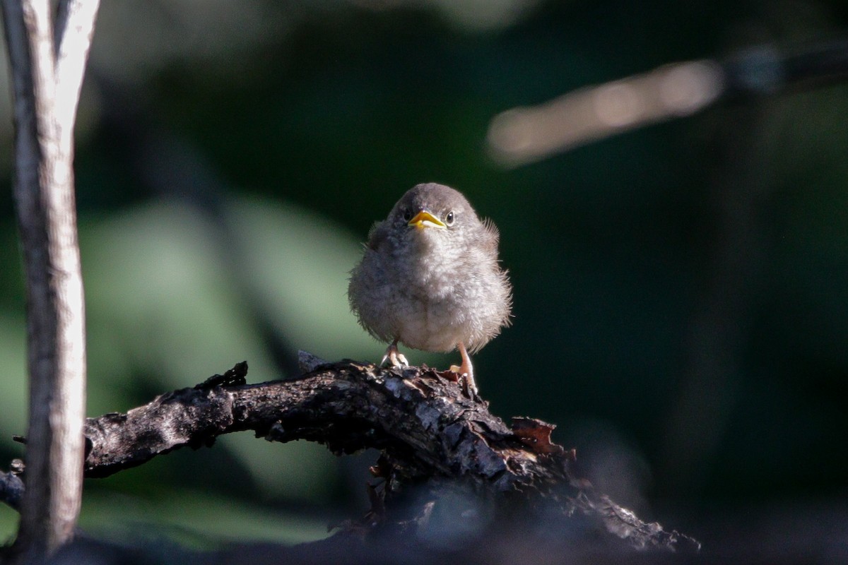 House Wren - ML620826973