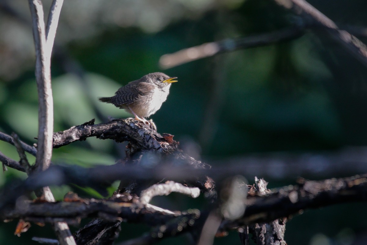 House Wren - ML620826974