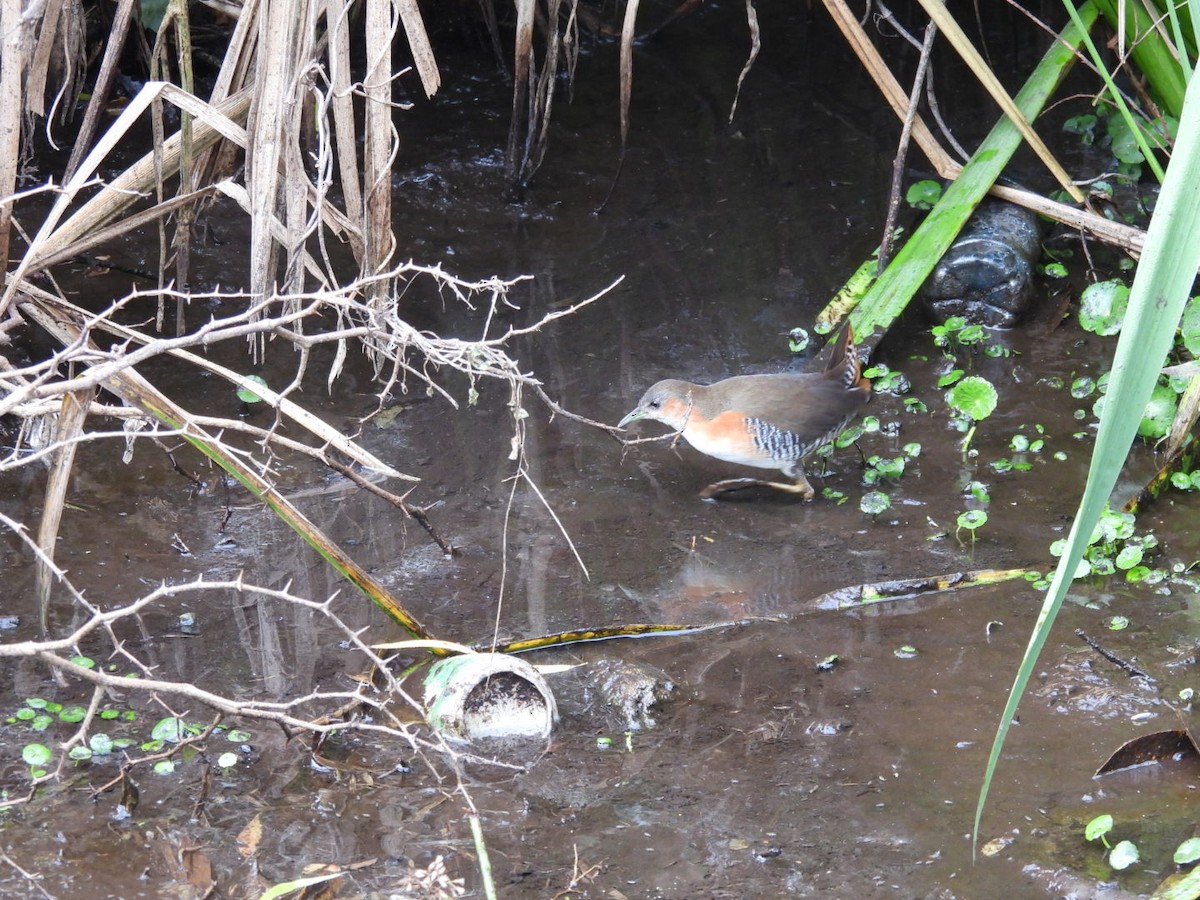 Rufous-sided Crake - ML620826975