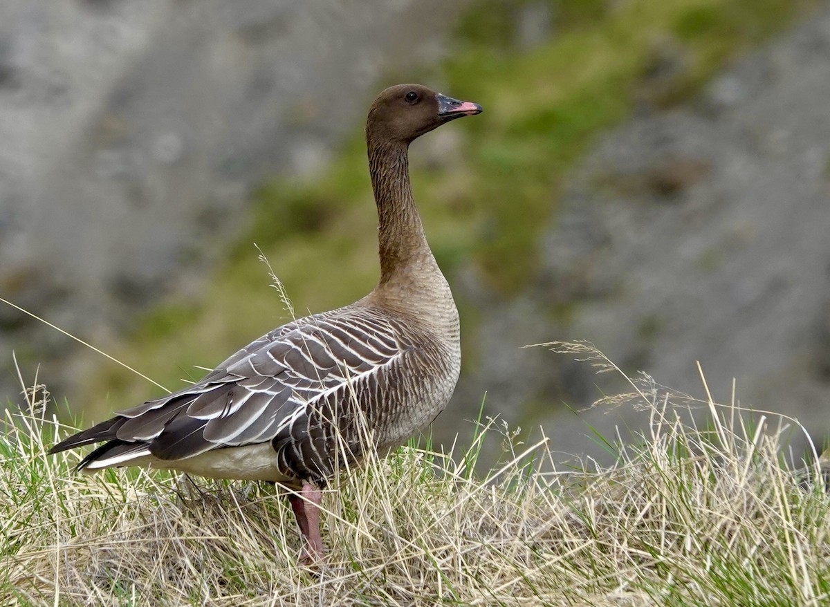 Pink-footed Goose - ML620826976