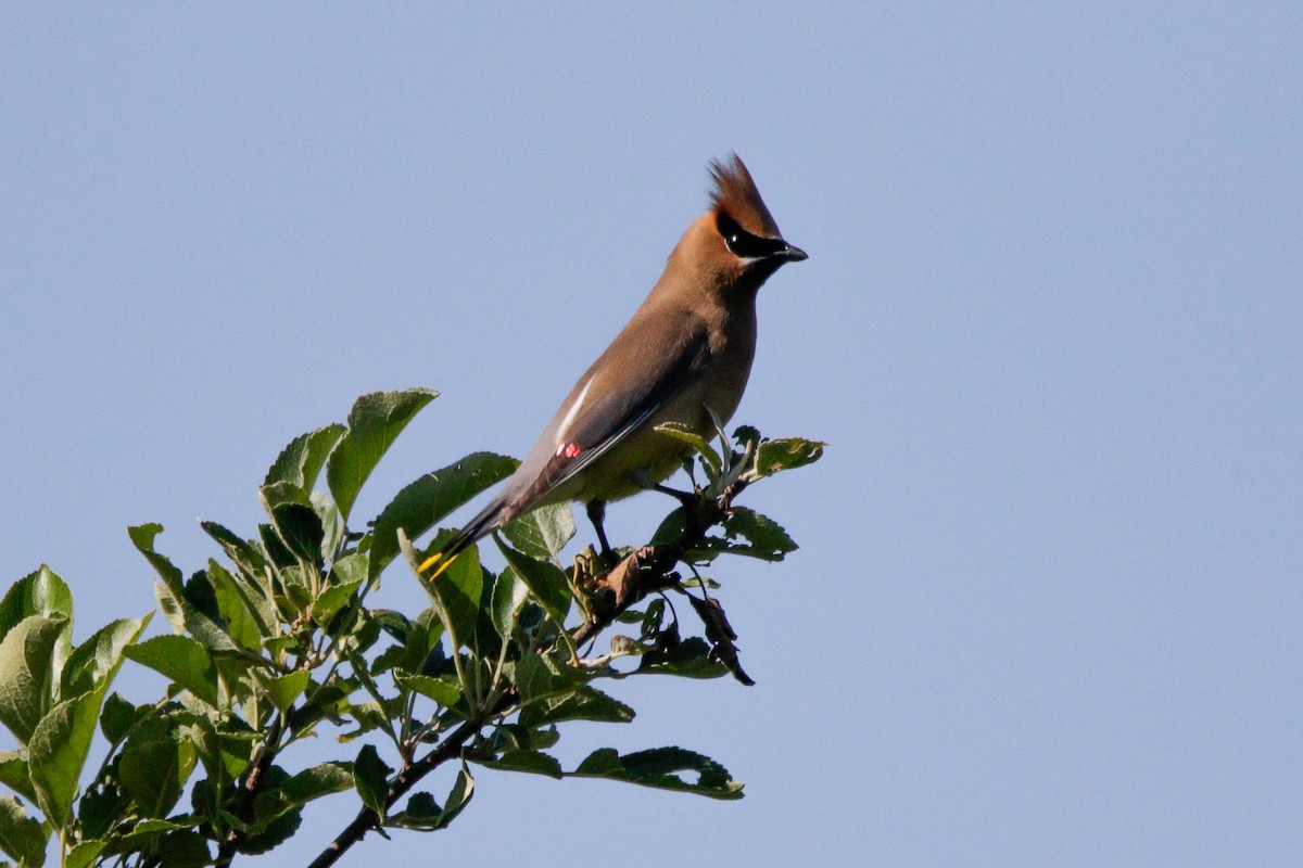 Cedar Waxwing - ML620826977