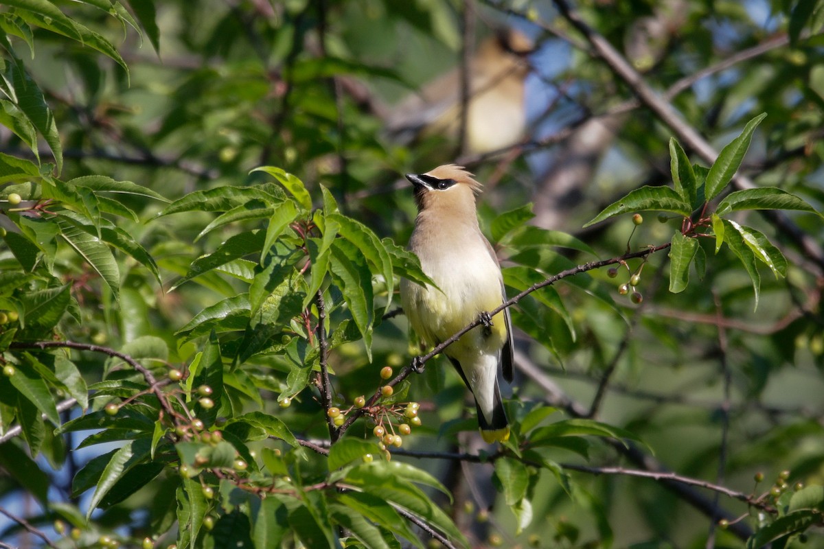 Cedar Waxwing - ML620826978