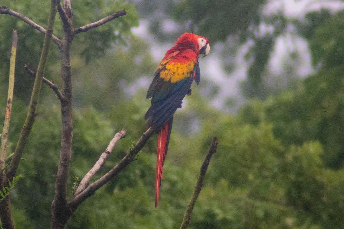 Scarlet Macaw - ML620826979