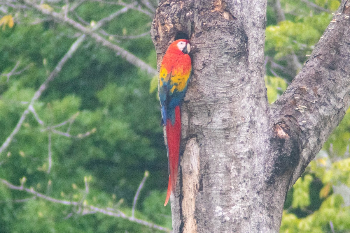 Guacamayo Macao - ML620826980